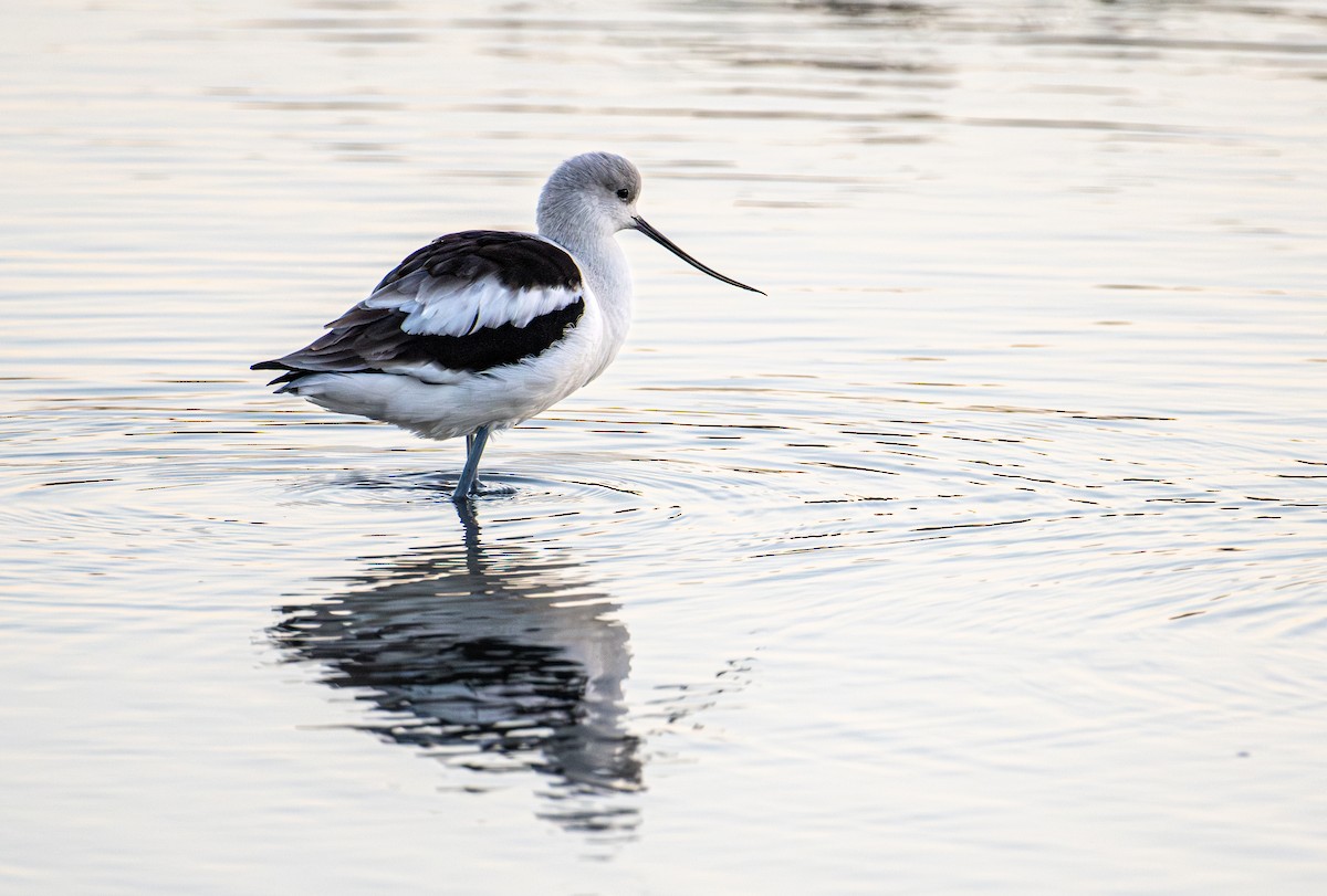 American Avocet - ML646078726