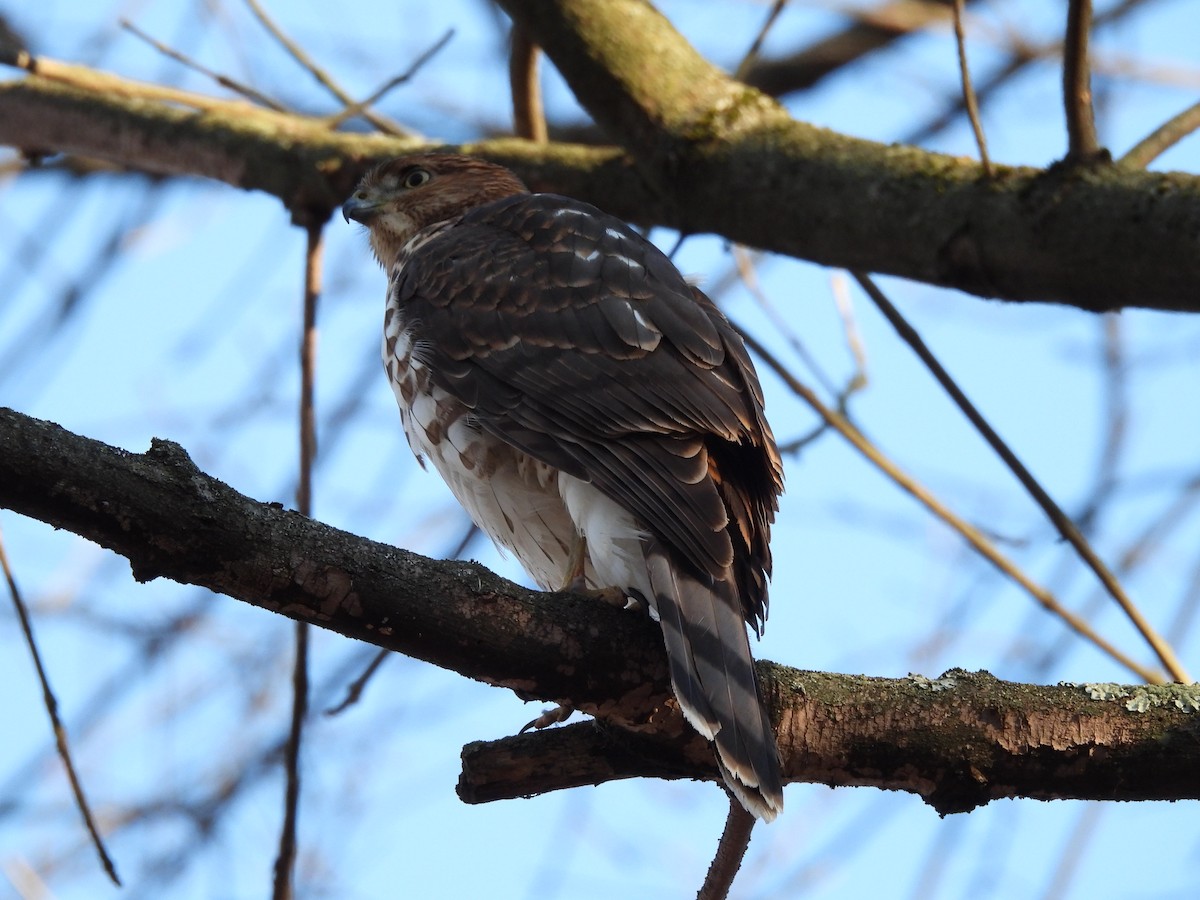 Rundschwanzhabicht - ML646078727