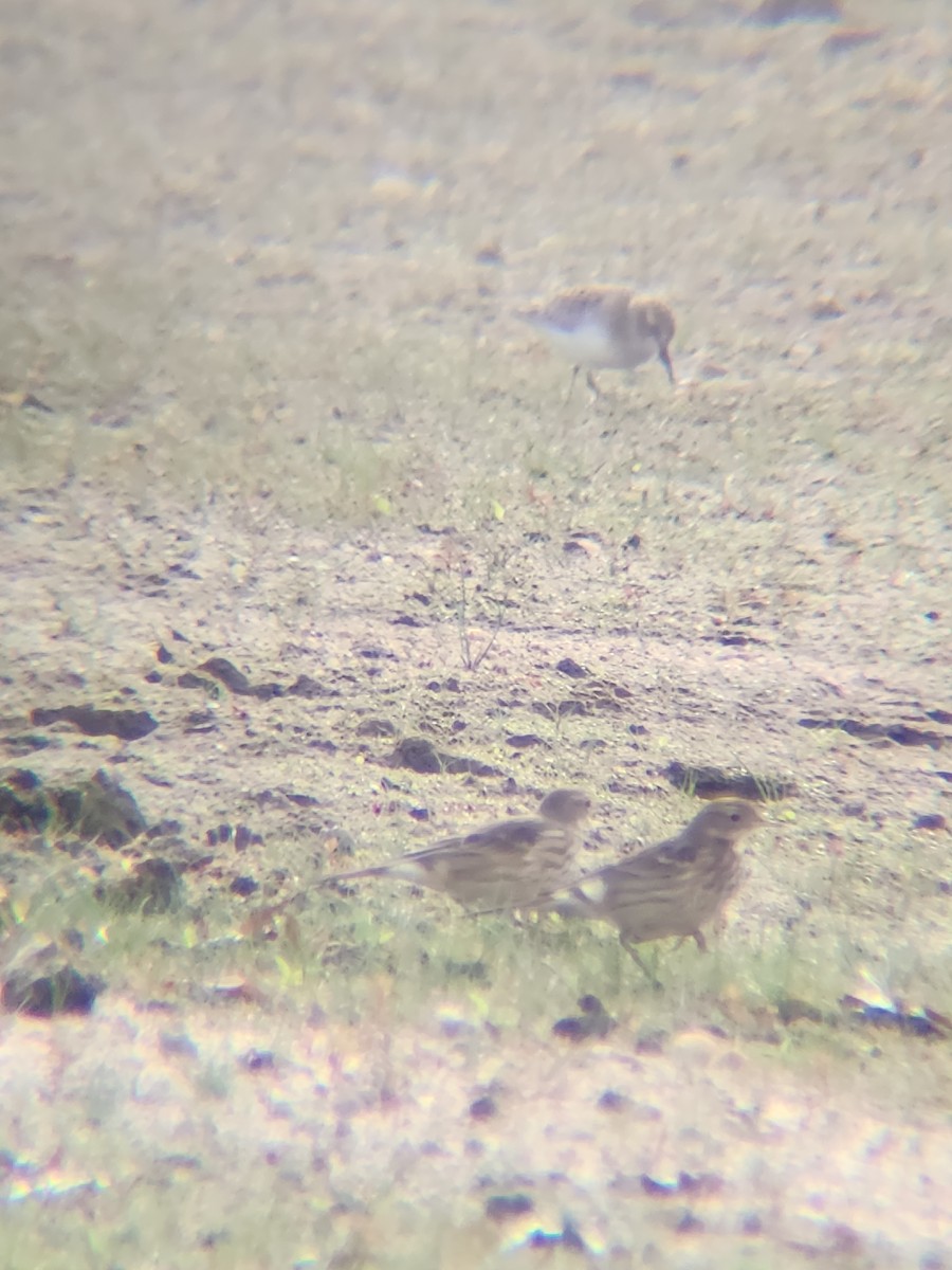 American Pipit - ML646078729