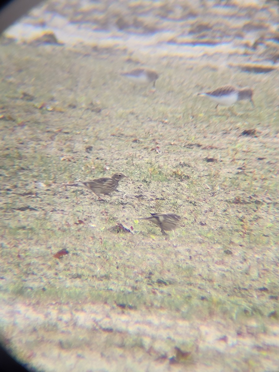 American Pipit - ML646078730