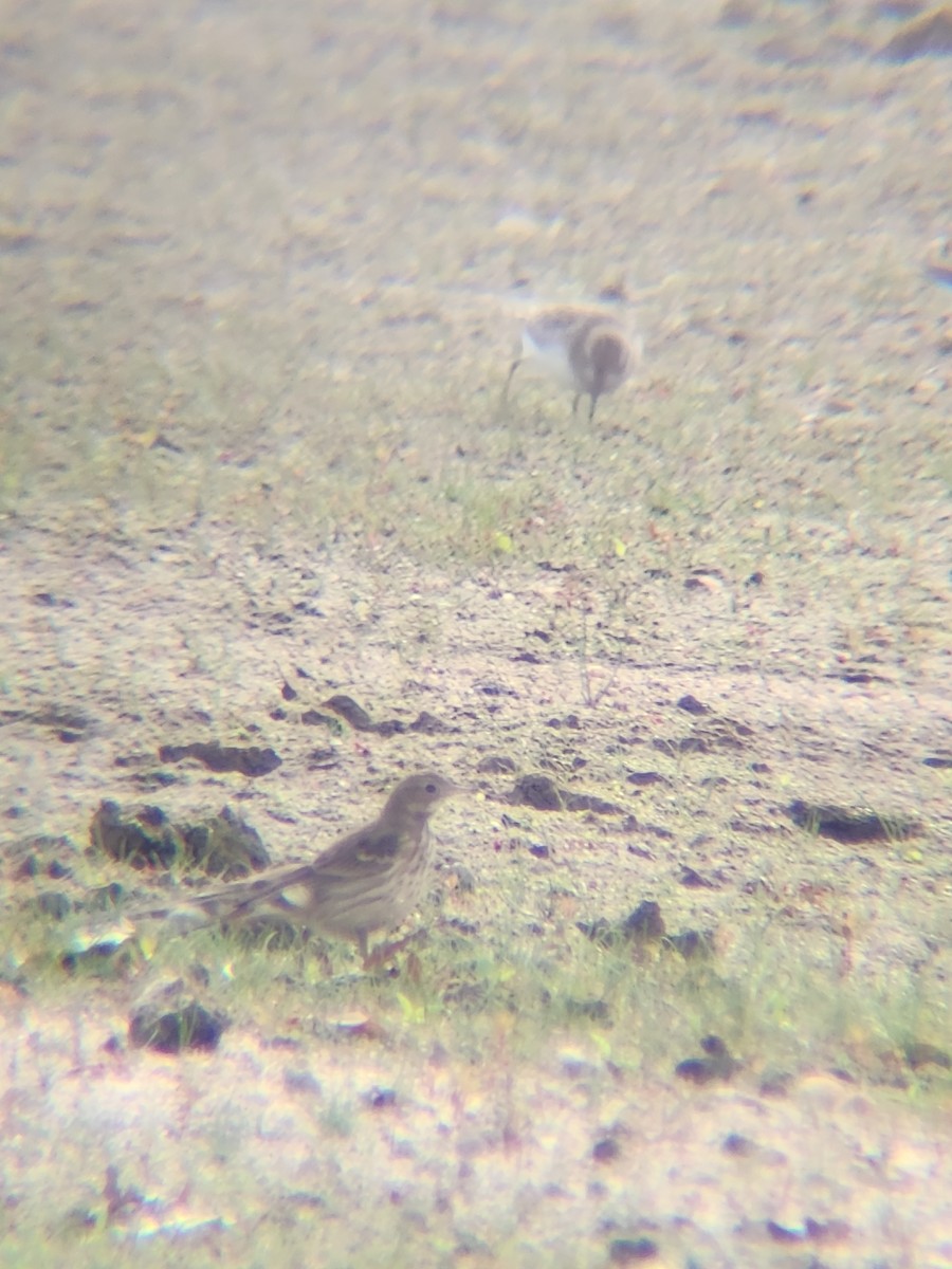 American Pipit - ML646078731