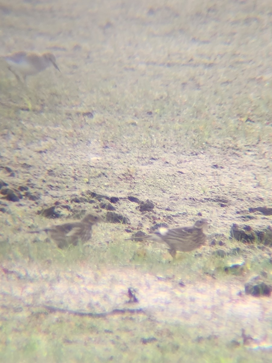 American Pipit - ML646078732