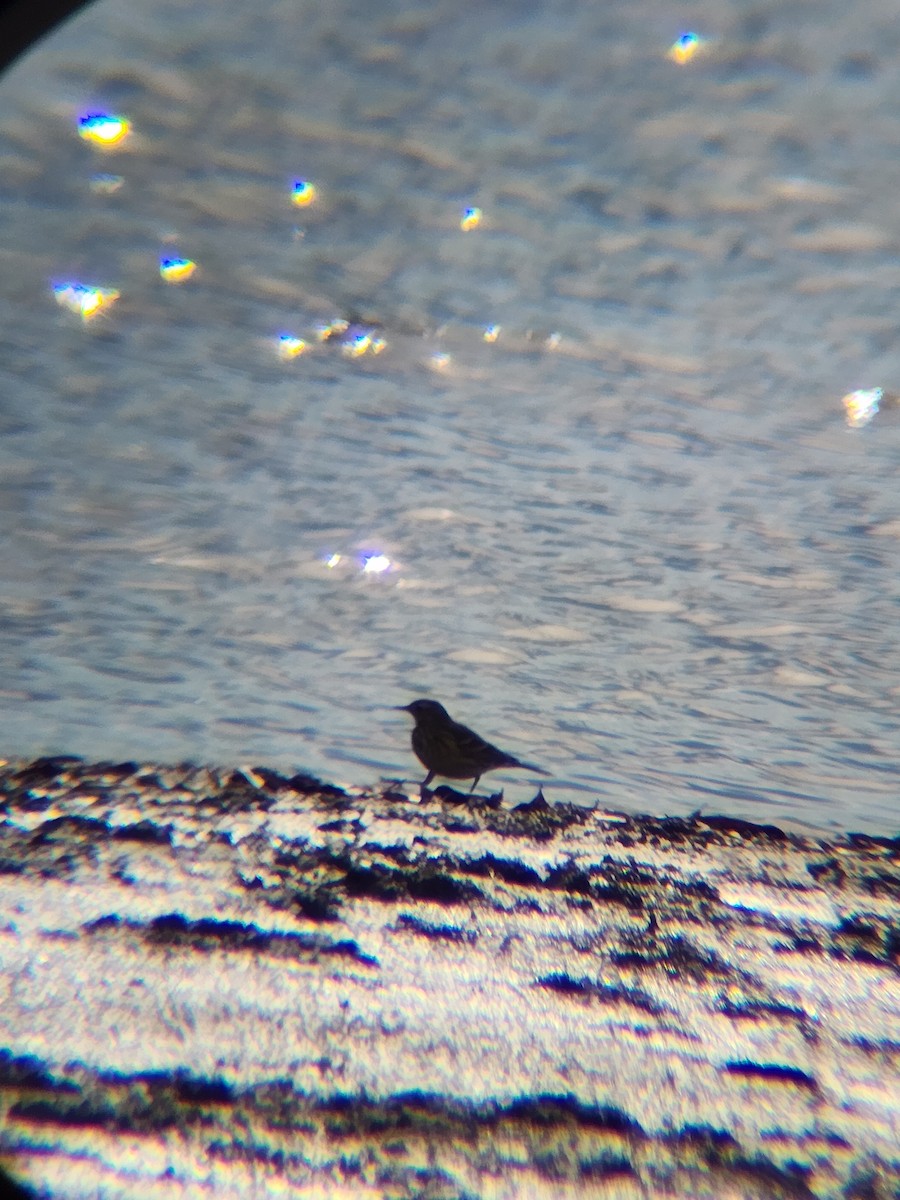 American Pipit - ML646078733