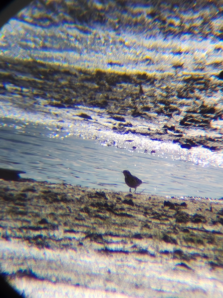 American Pipit - ML646078734