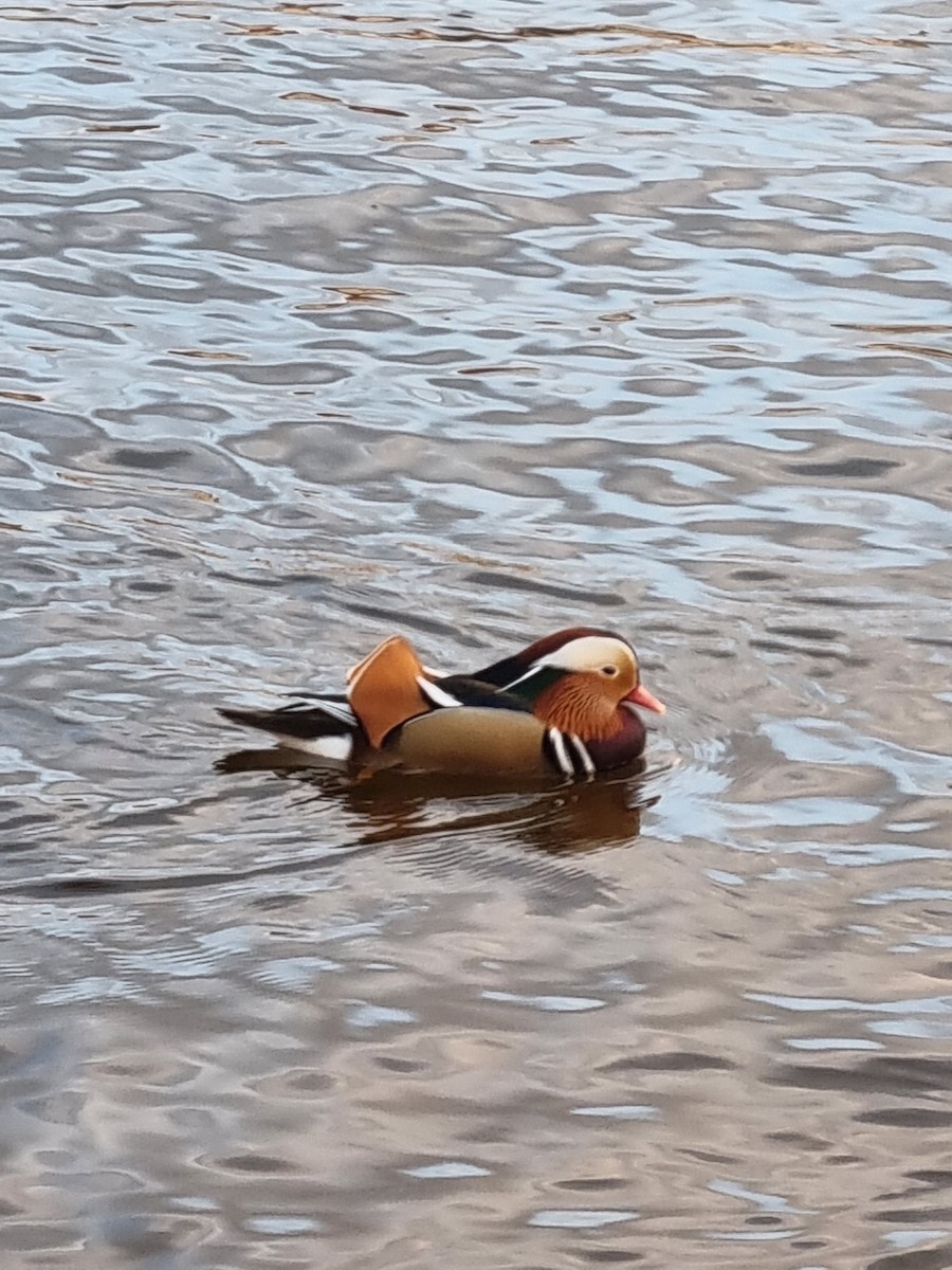 Mandarin Duck - ML646078736