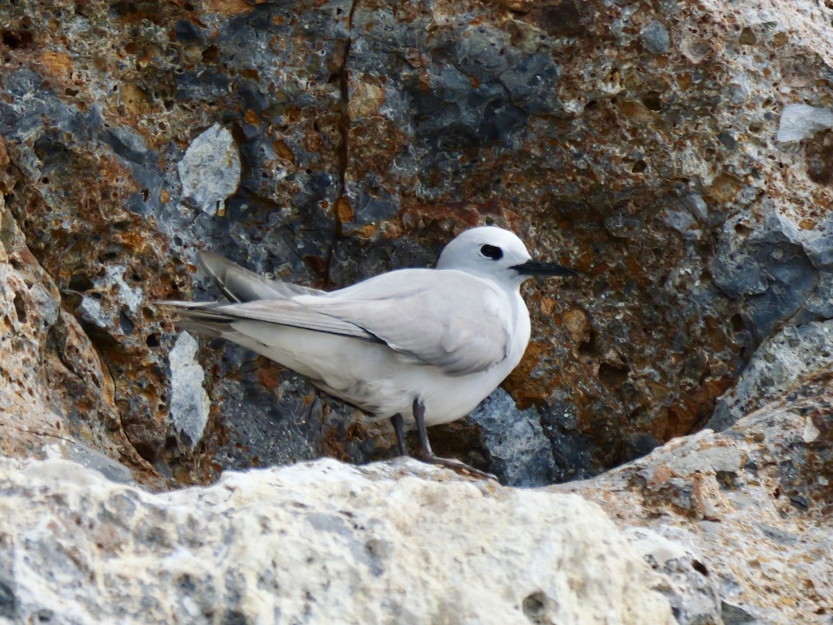 Gray Noddy - ML646078739