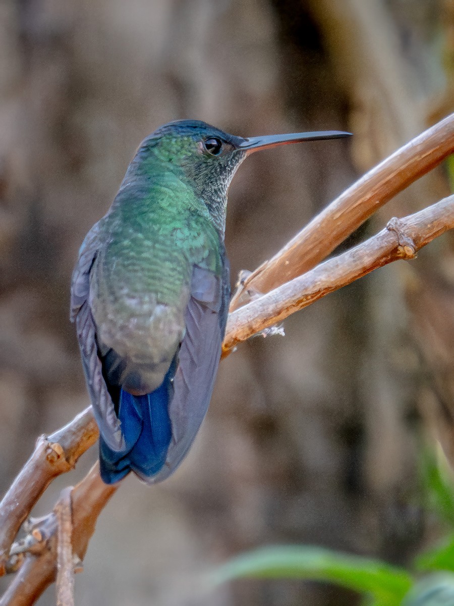Indigo-capped Hummingbird - ML646078743