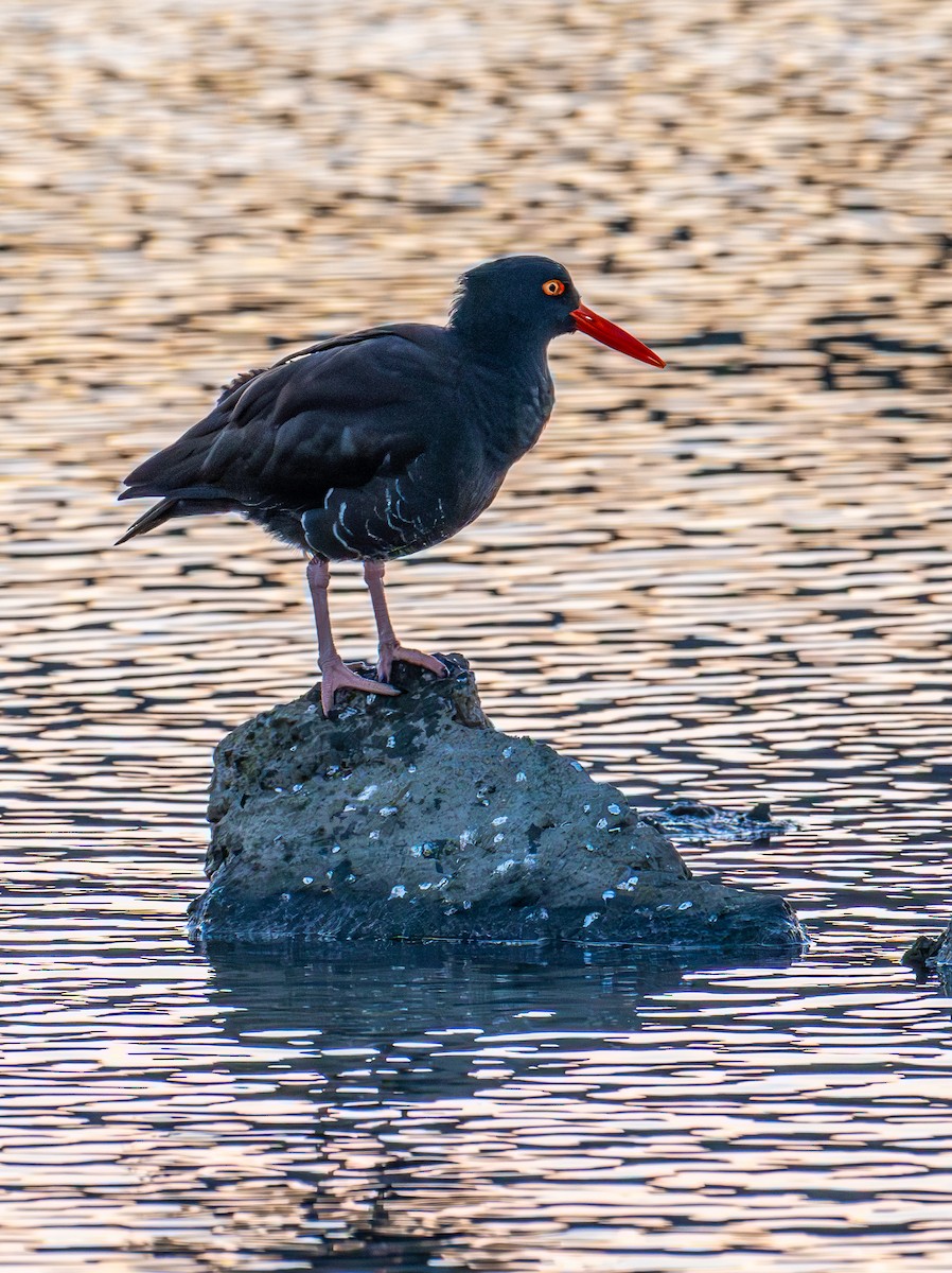 Black Oystercatcher - ML646078749
