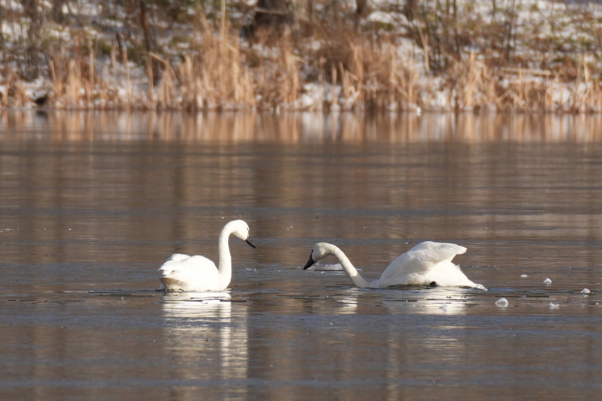 Tundra Swan - ML646078752