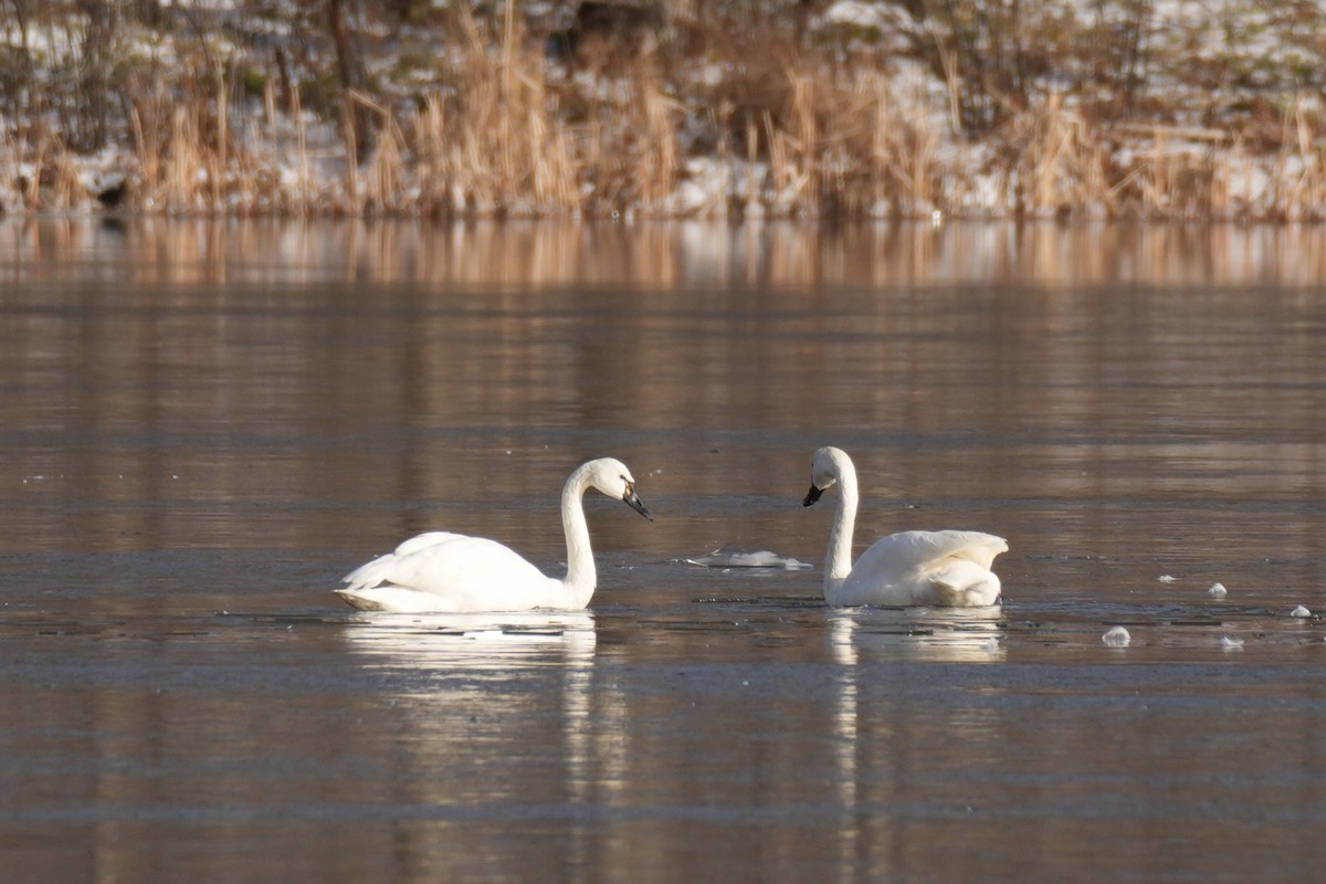 Tundra Swan - ML646078753