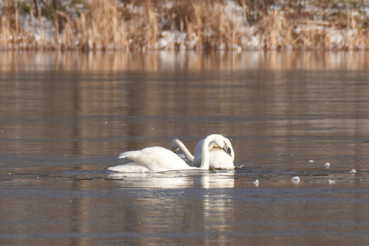 Tundra Swan - ML646078754