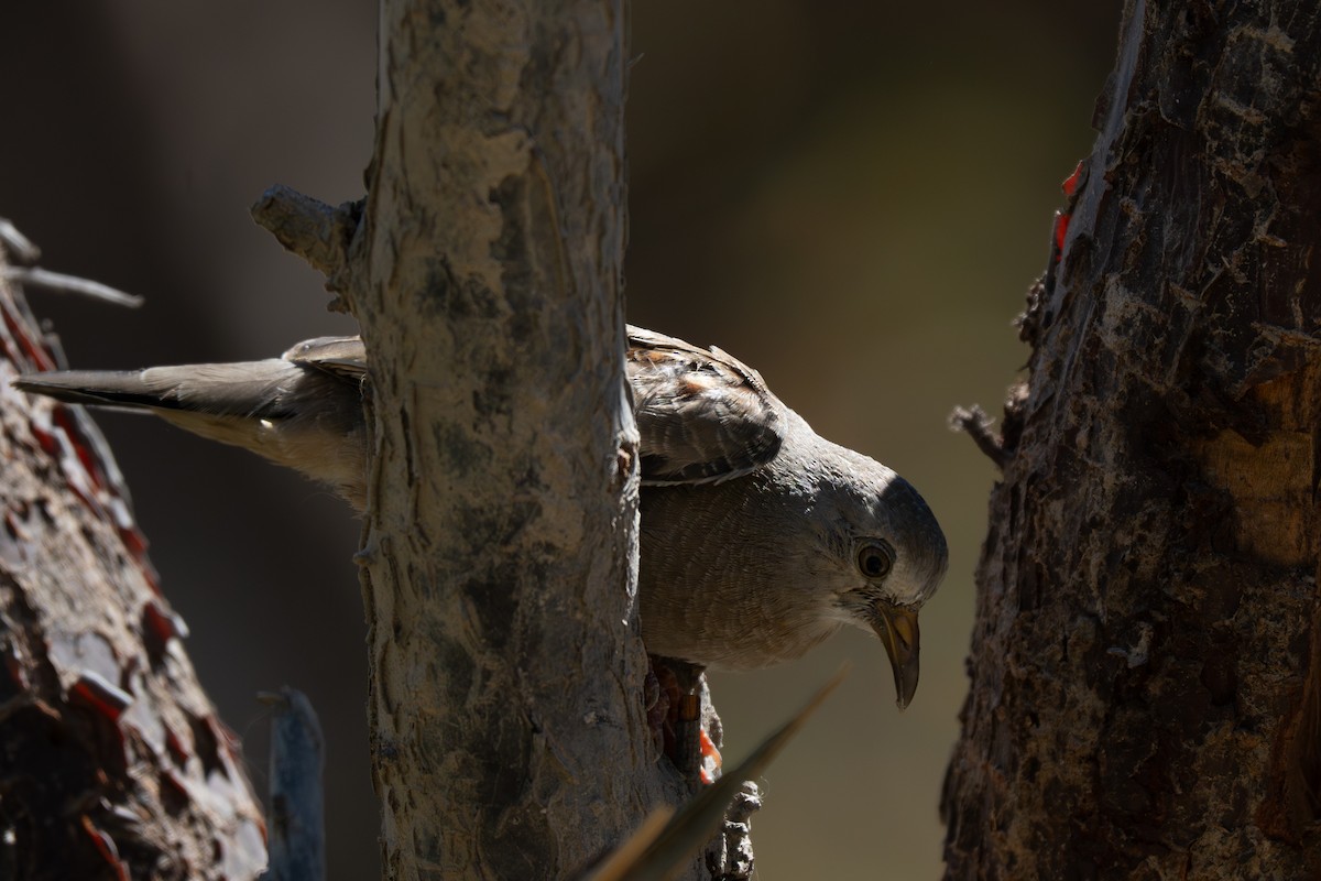 Croaking Ground Dove - ML646078758