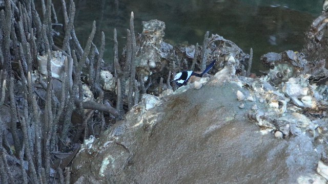 Superb Fairywren - ML646078760