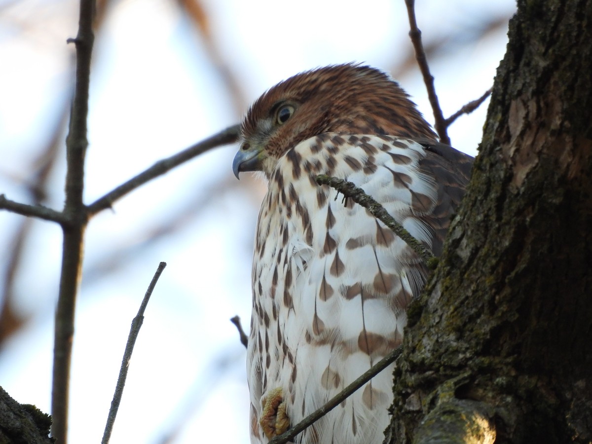 Cooper's Hawk - ML646078761