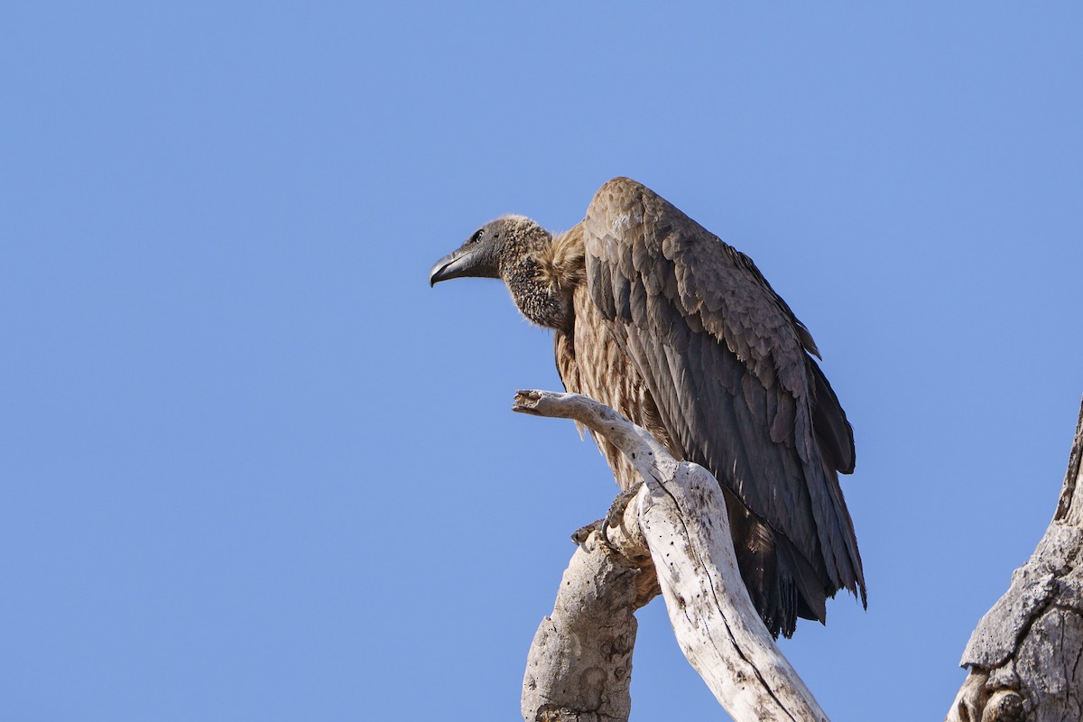 White-backed Vulture - ML646078763