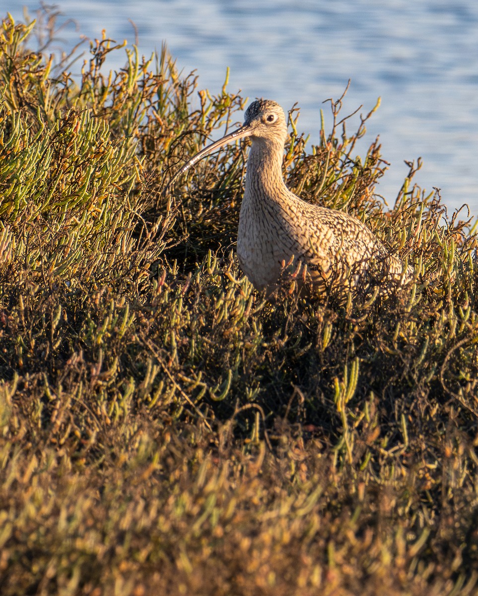 Long-billed Curlew - ML646078764