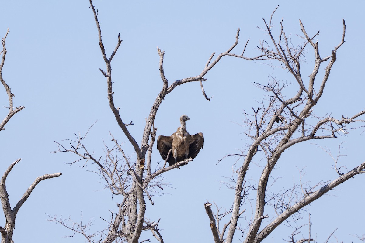 White-backed Vulture - ML646078767