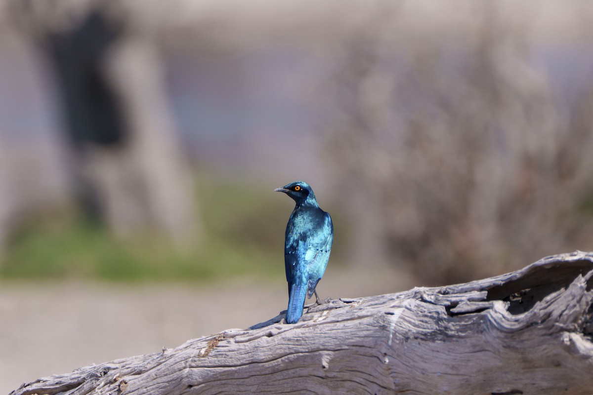 Greater Blue-eared Starling - ML646078775
