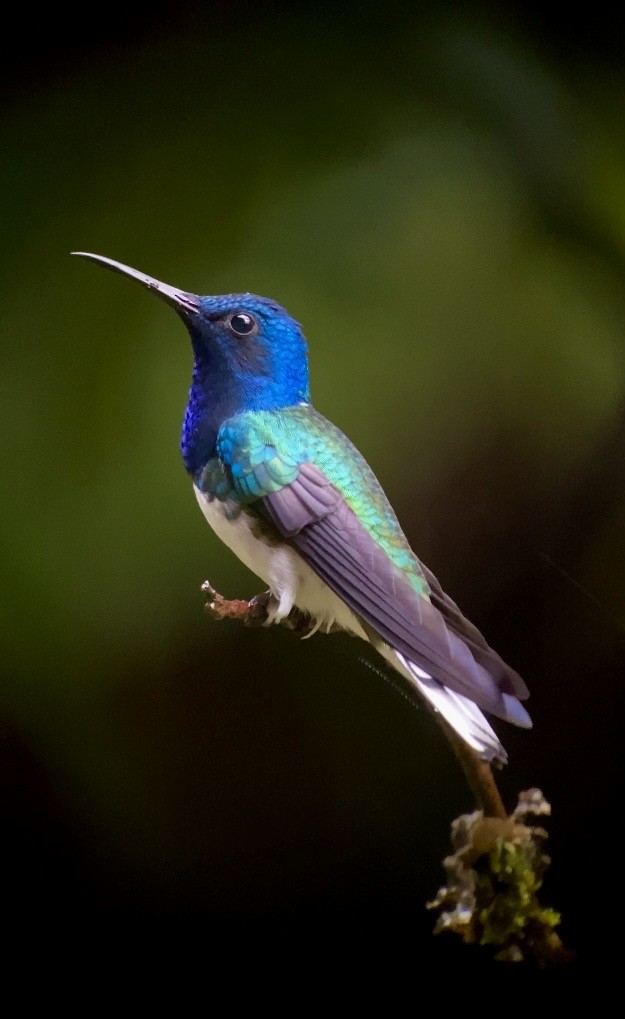 White-necked Jacobin - ML646078777