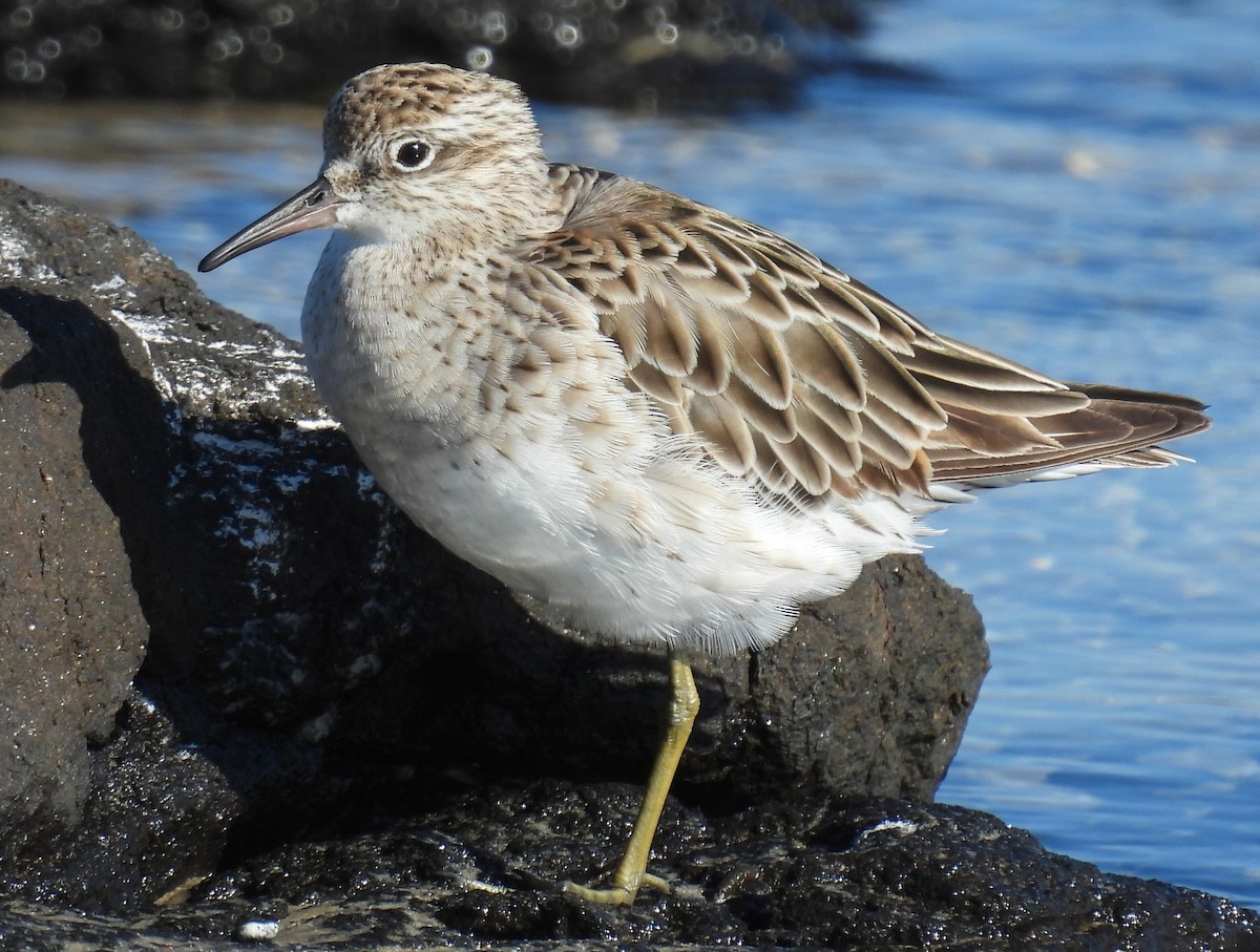 尖尾濱鷸 - ML646078779