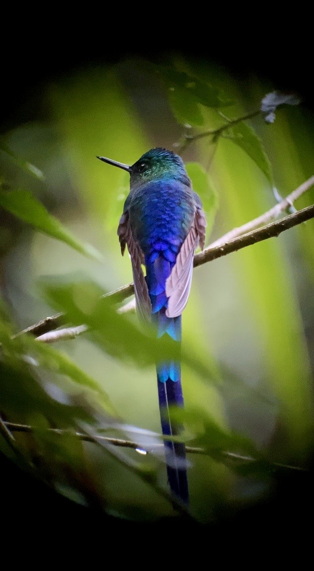 Violet-tailed Sylph - ML646078788