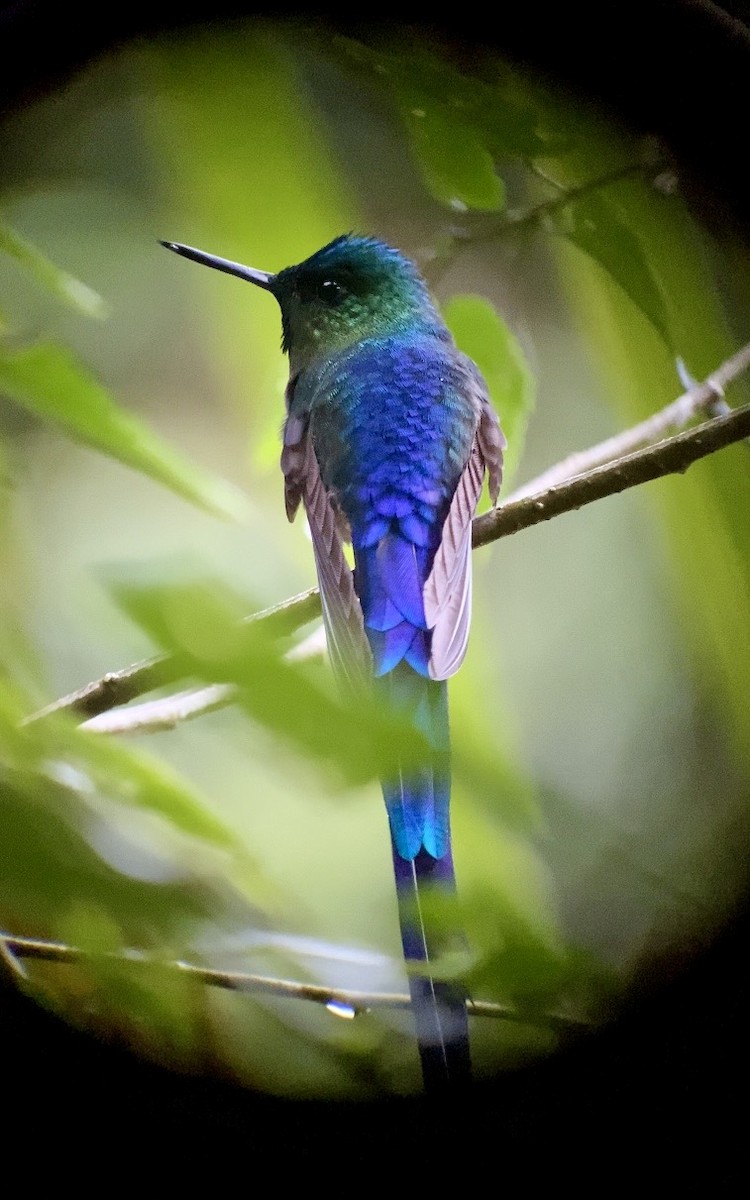 Violet-tailed Sylph - ML646078789