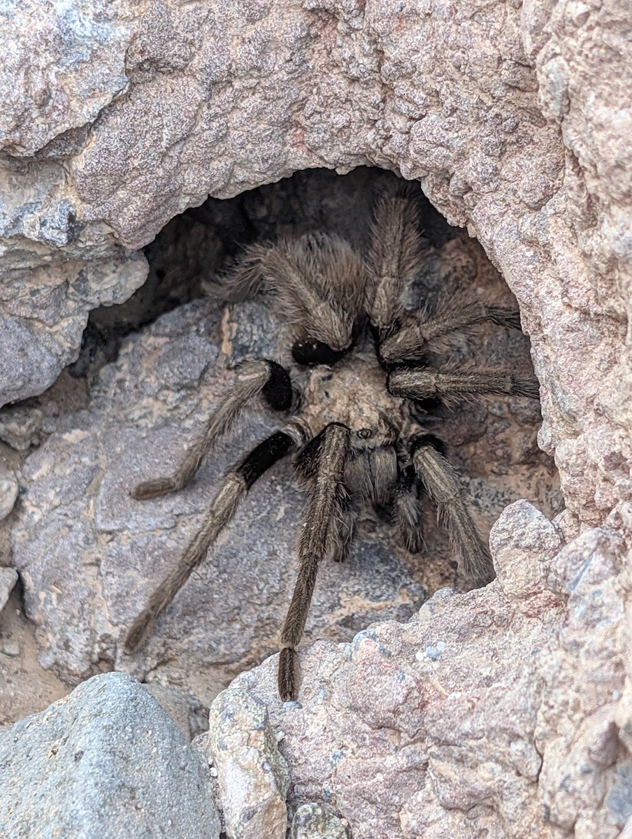 昆蟲綱 - ML646078792