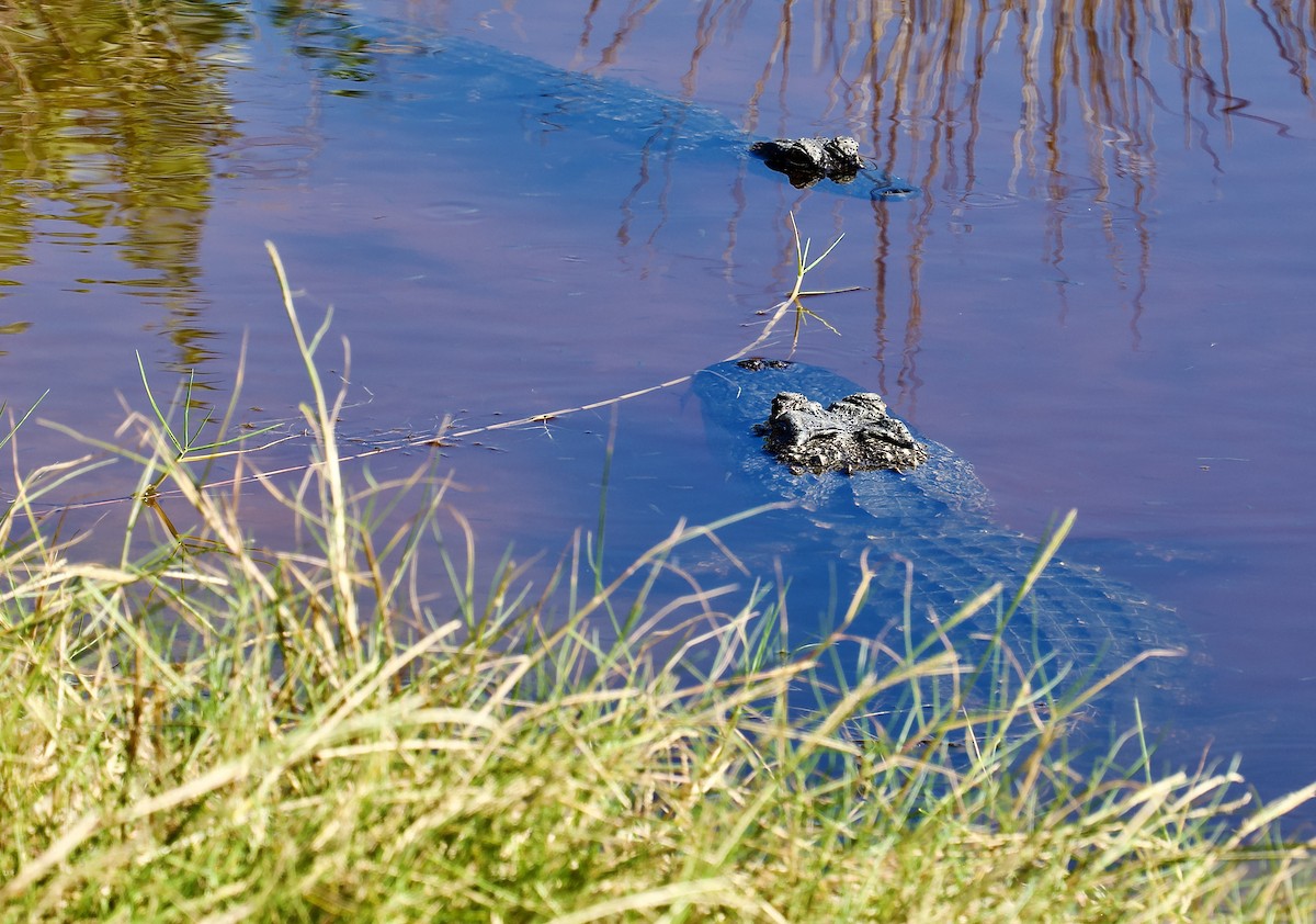 美國短吻鱷 - ML646078793