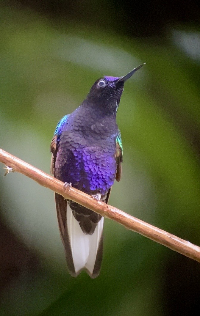 Velvet-purple Coronet - ML646078794