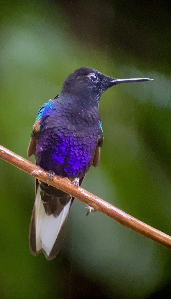 Velvet-purple Coronet - ML646078795