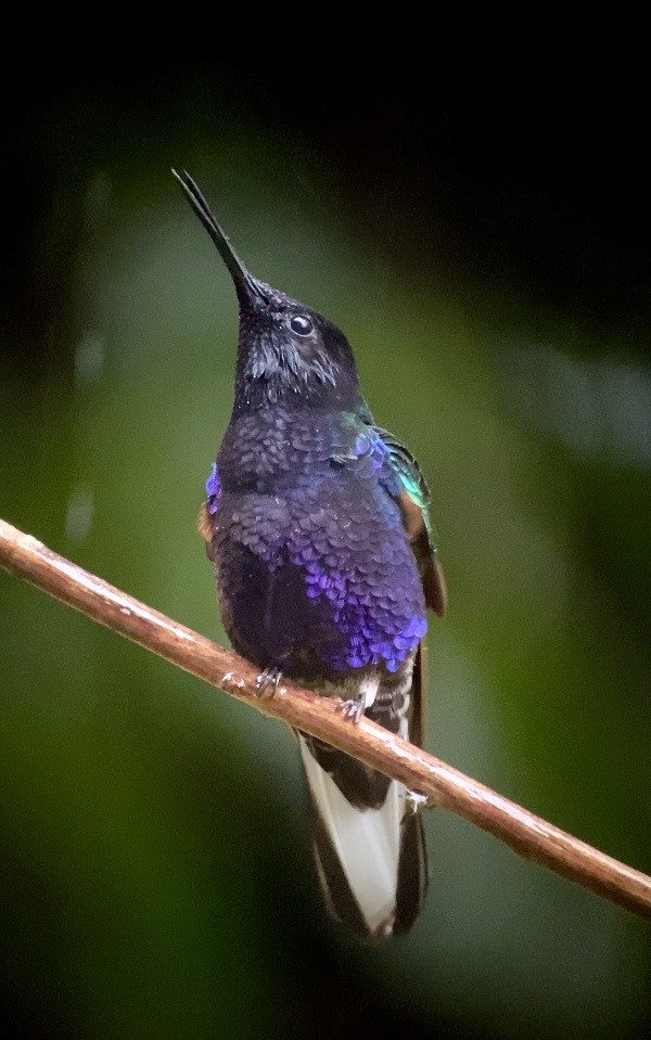 Velvet-purple Coronet - ML646078796