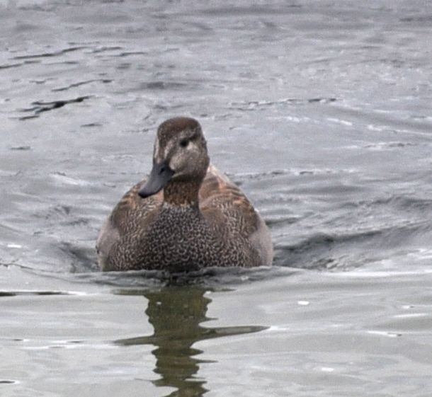 Серая утка - ML646078798