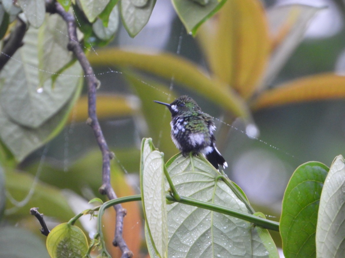 Green Thorntail - ML646078807