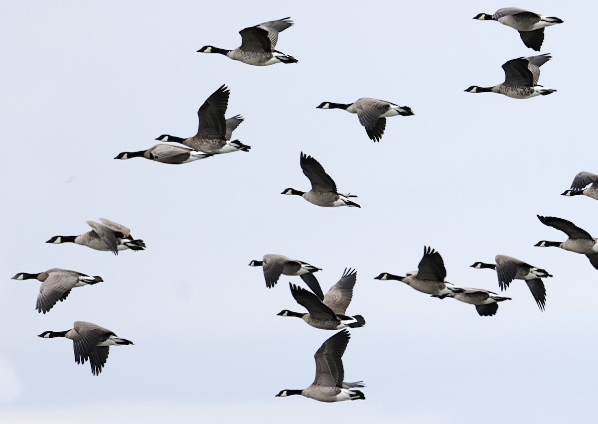 小加拿大雁 - ML646078810