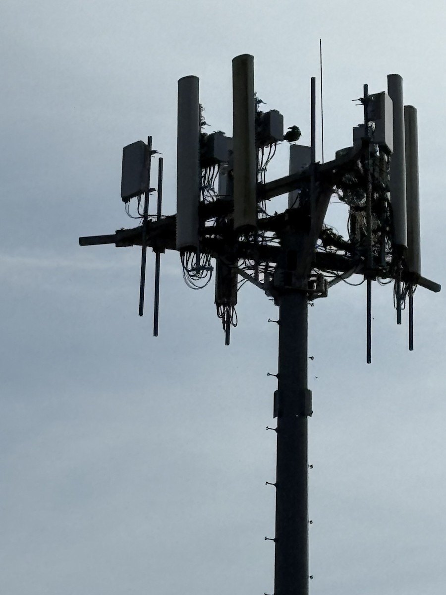 Common Raven - ML646078811