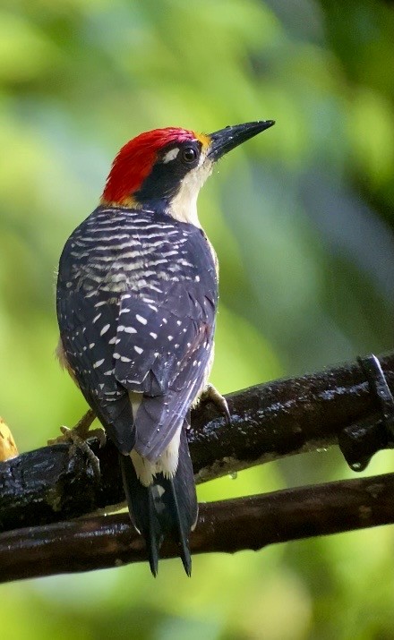 Black-cheeked Woodpecker - ML646078812