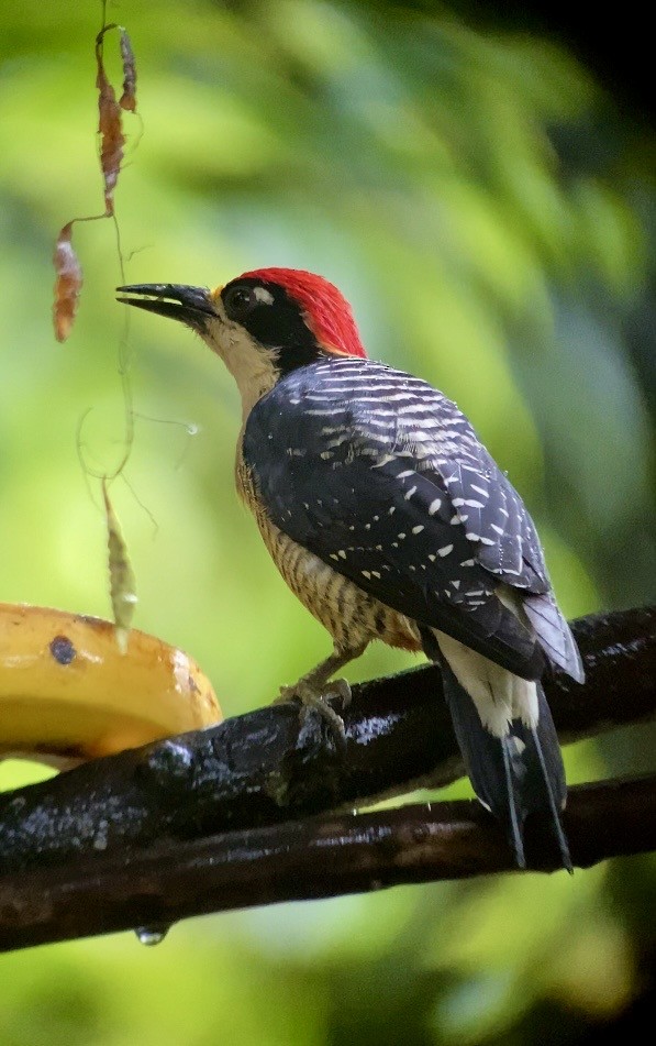Black-cheeked Woodpecker - ML646078813