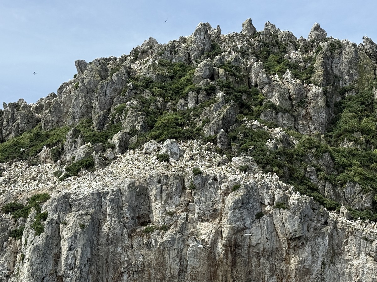 Australasian Gannet - ML646078817