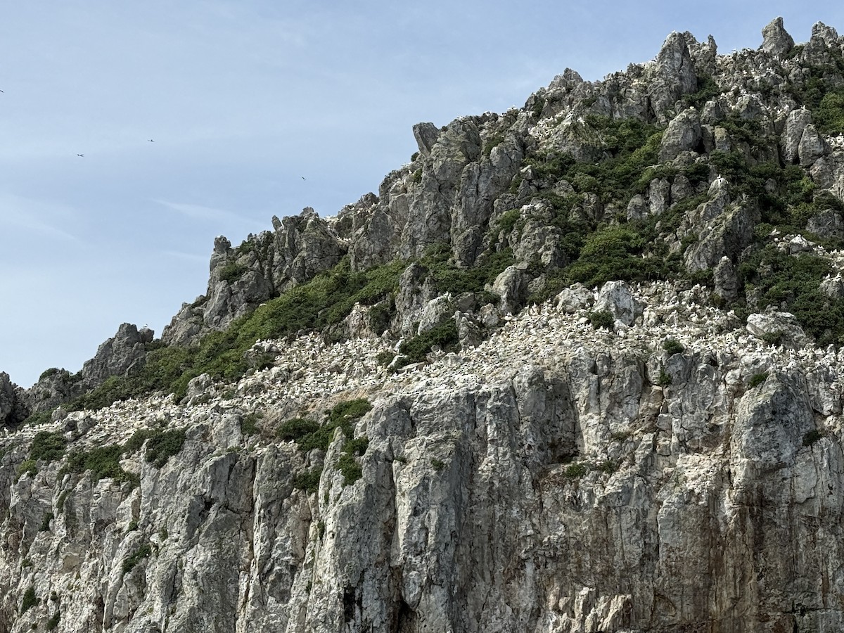 Australasian Gannet - ML646078818