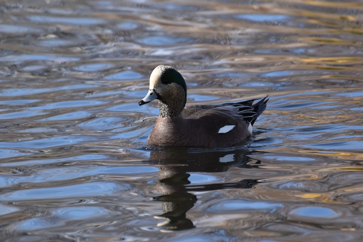 葡萄胸鴨 - ML646078820