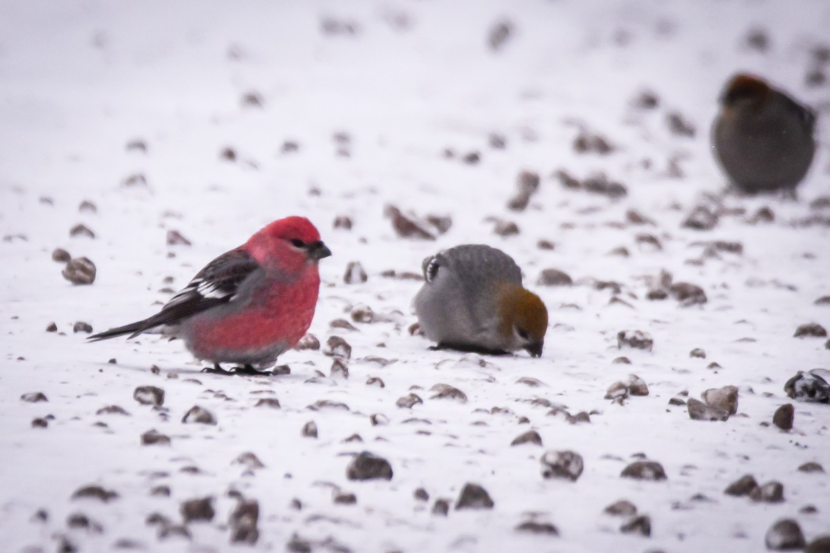 Смеречник тайговий - ML646078829