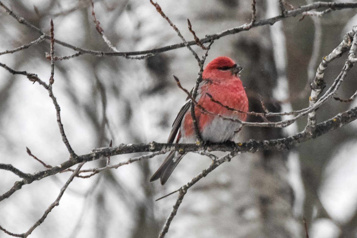 Смеречник тайговий - ML646078830