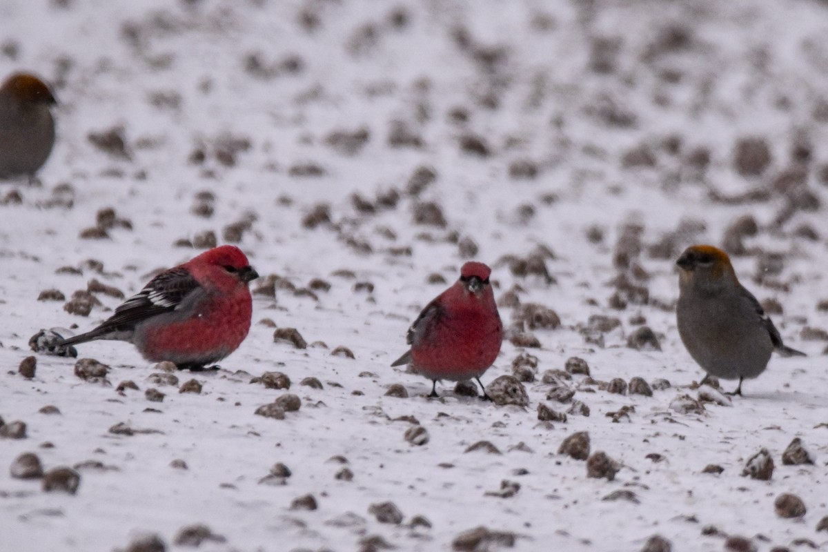 Смеречник тайговий - ML646078831