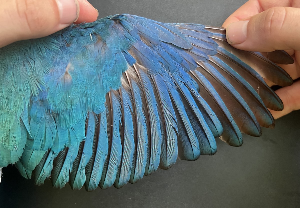 Mariana Kingfisher - ML646078838