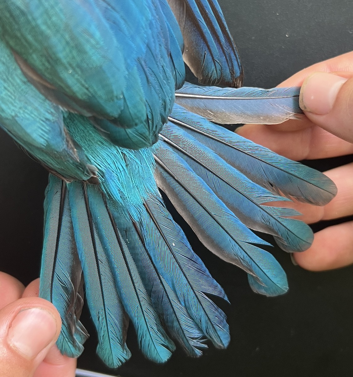 Mariana Kingfisher - ML646078839