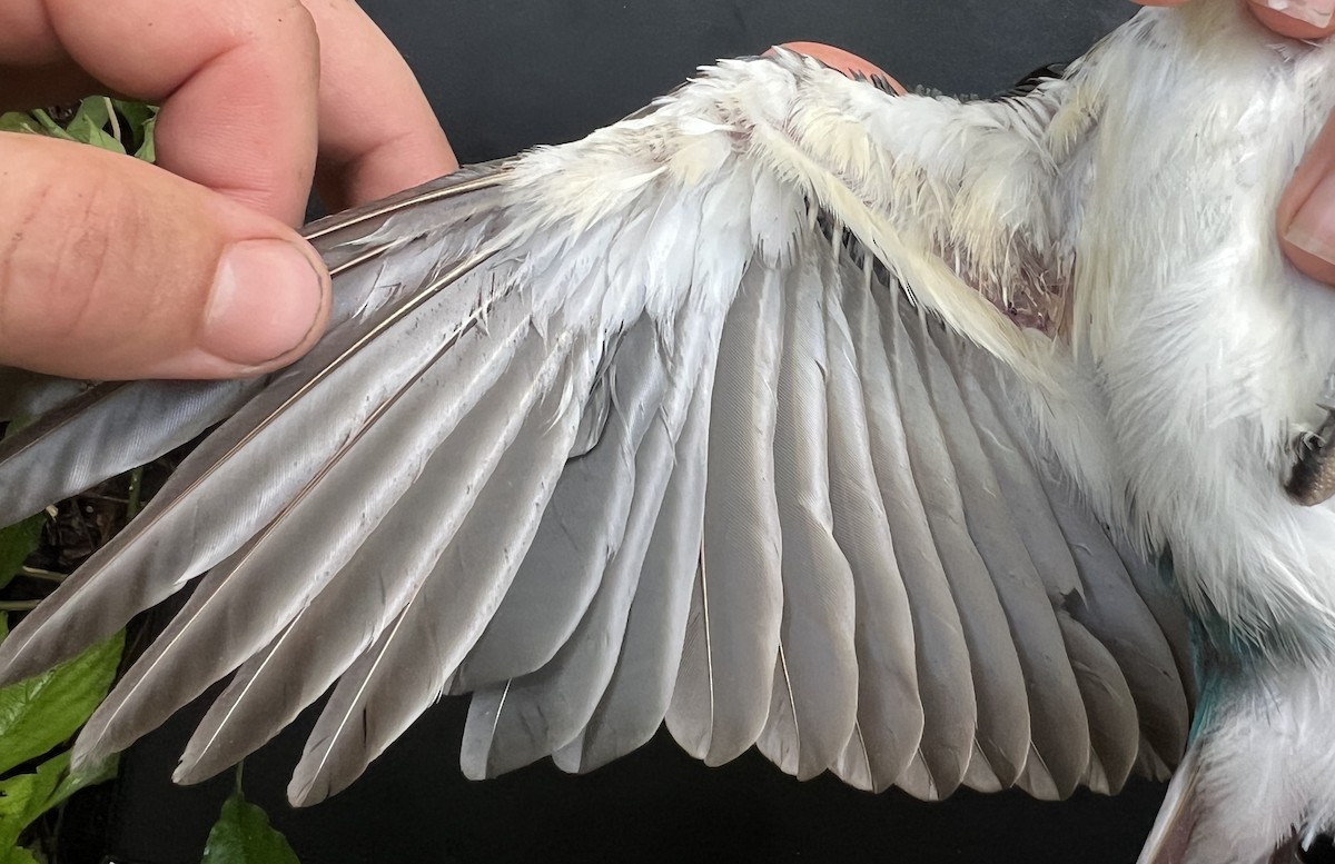 Mariana Kingfisher - ML646078840