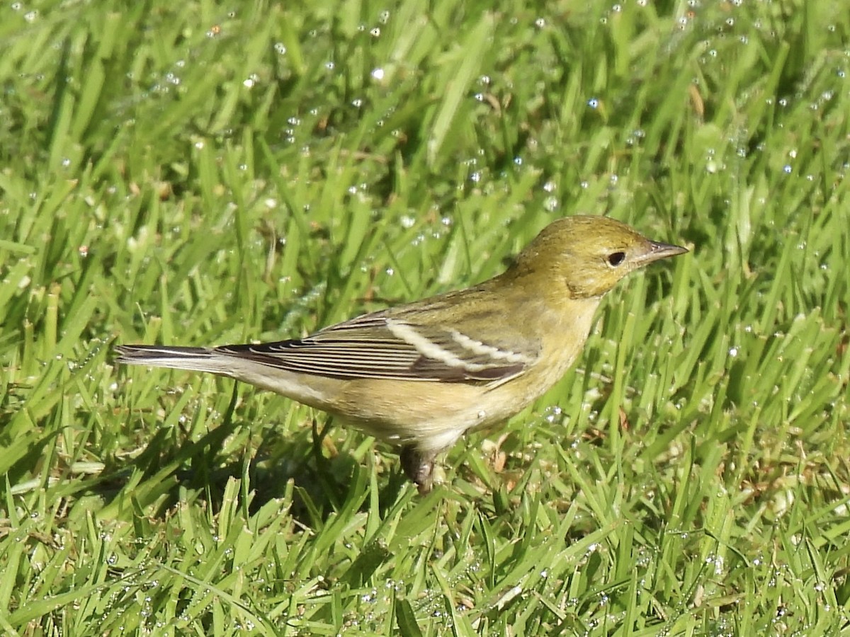 Bay-breasted Warbler - ML646078844