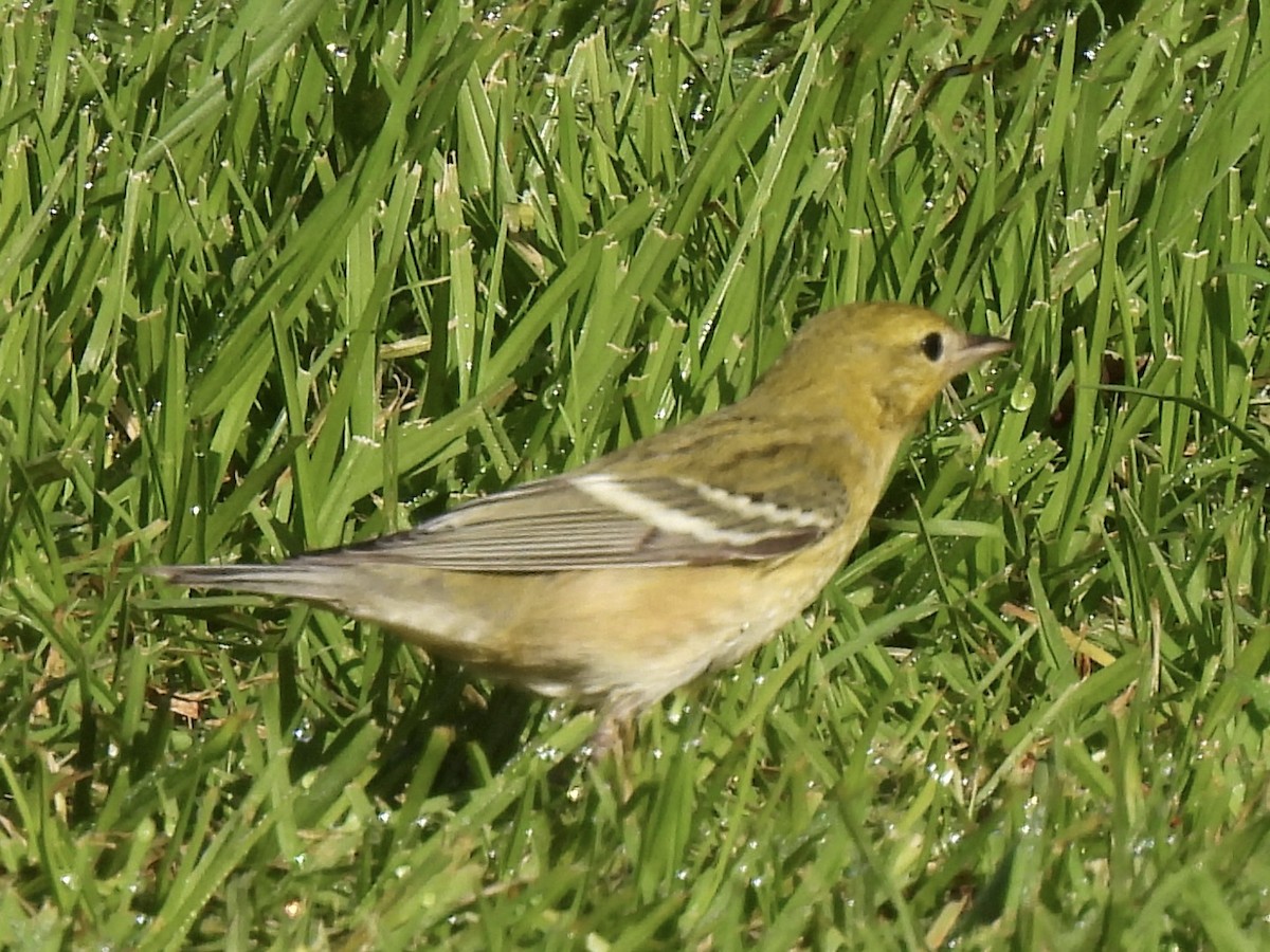 Bay-breasted Warbler - ML646078845