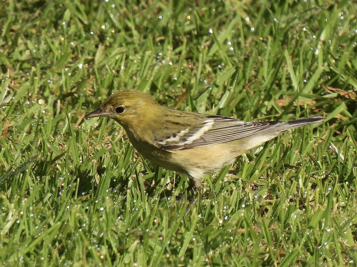 Bay-breasted Warbler - ML646078846