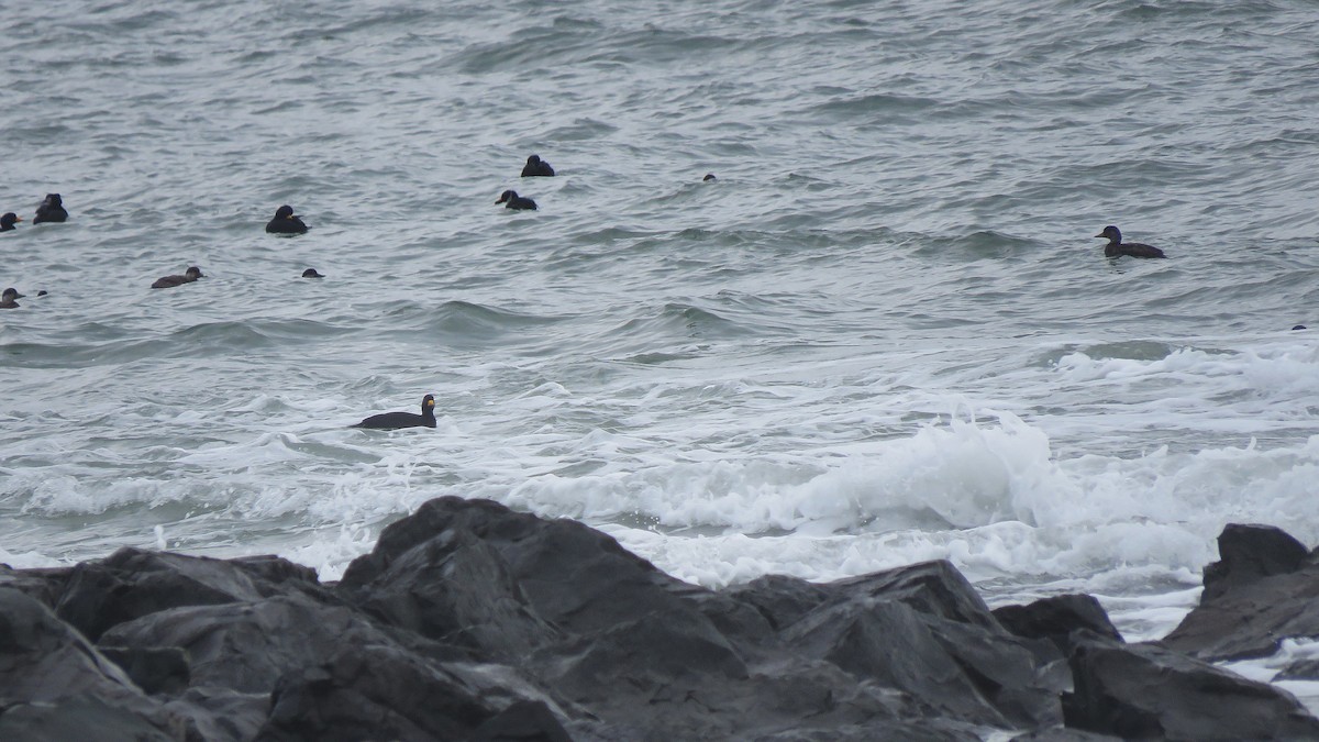 turpan žlutozobý - ML646078847